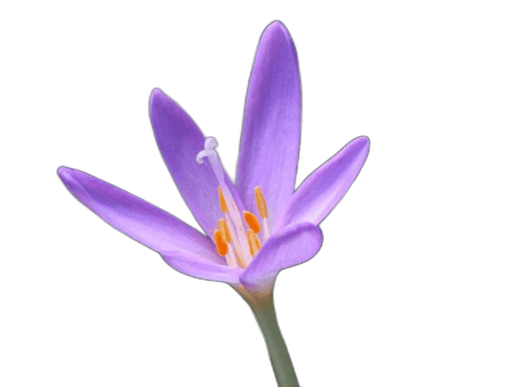 "Flor da Dama-nua, Colchicum autumnale"